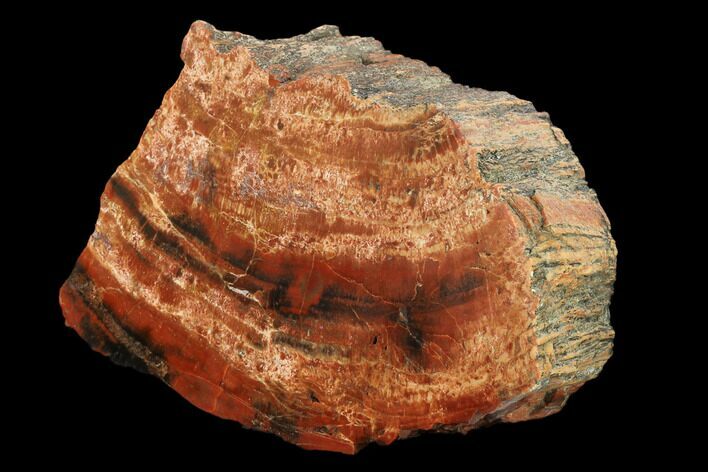 Polished, Red/Black Petrified Wood (Araucarioxylon) - Arizona #159718
